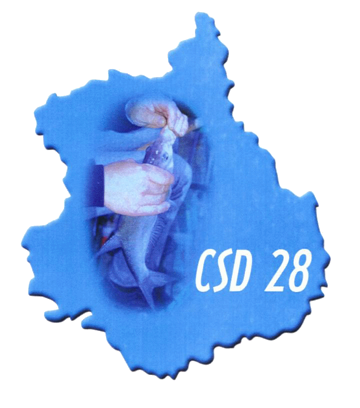 CD28